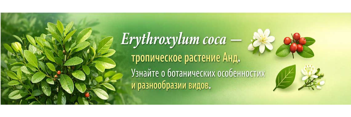 черенки саженцы коки