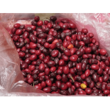 Семена Коки (Bolivian Coca Seeds) 15 Штук