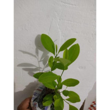 Черенок Коки (erythroxylum coca) живое растение