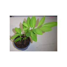 Растение Ростки Саженцы Коки Erythroxylum coca